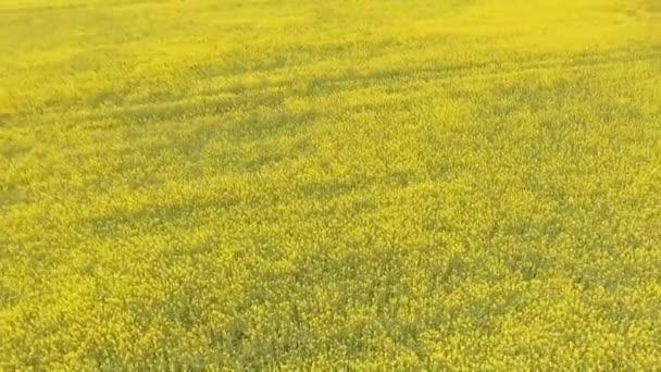 Vista aerea di un campo di stupro — Video Stock