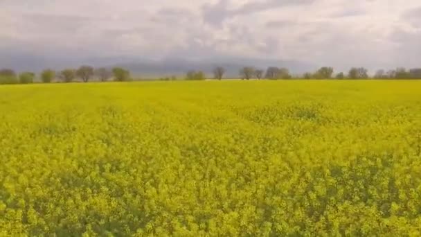 Luftaufnahme eines Rapsfeldes — Stockvideo