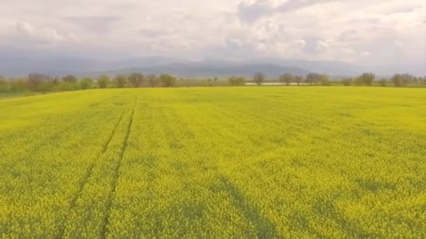 Luftaufnahme eines Rapsfeldes — Stockvideo