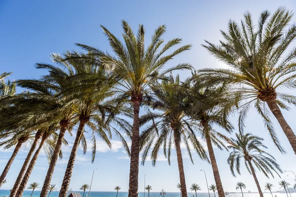 palmiye ağaçları bir sürü