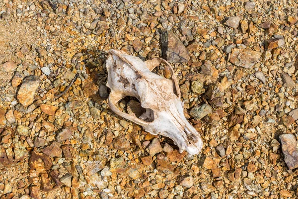 Σκύλος κρανίο στα βράχια — Φωτογραφία Αρχείου