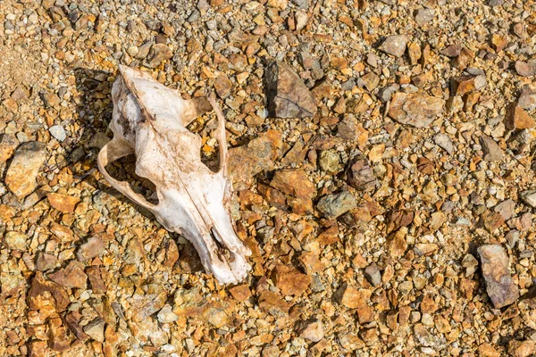 Crâne de chien sur les rochers — Photo