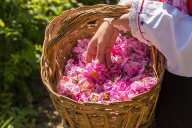 Ritüel toplama gül