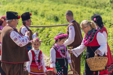 Festival toplama gül