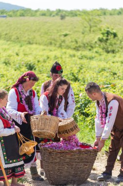 Festival toplama gül