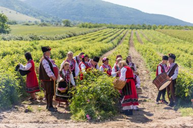 Festival toplama gül