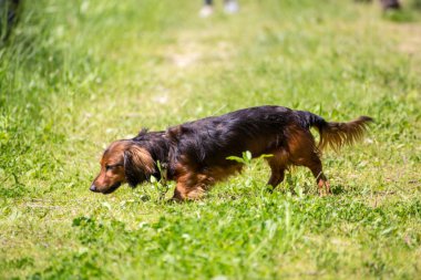Çalışan dachshund köpek