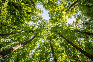 Orman ağaçlarından körük