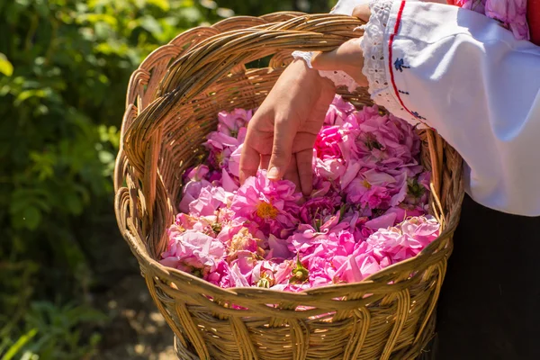 Ritüel toplama gül