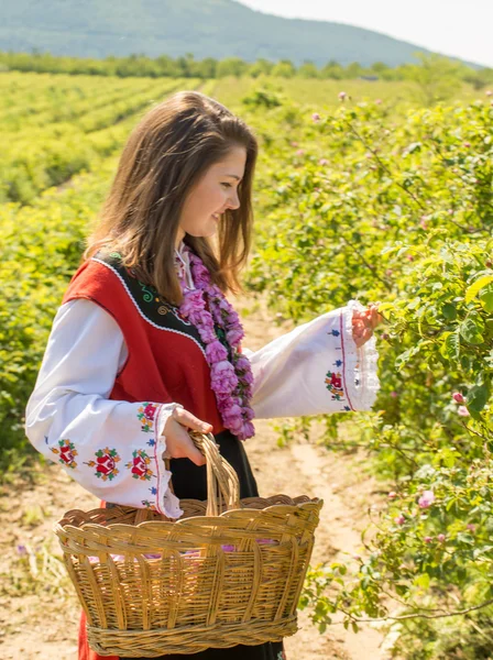 Rose picking ritual — Stock Photo, Image