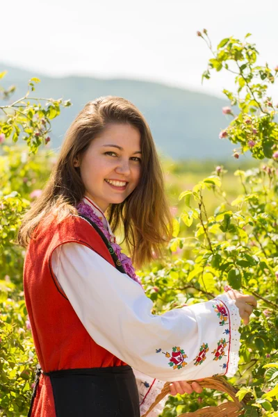 Rose picking ritual — Stock Photo, Image