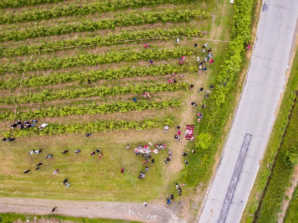 Rosenpflückfest Luftaufnahme — Stockfoto