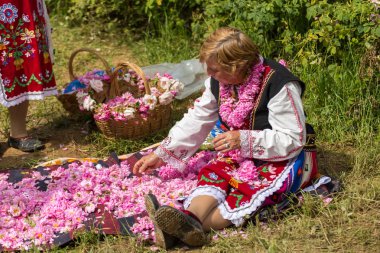 Festival toplama gül