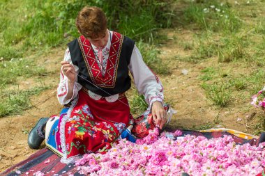 Festival toplama gül