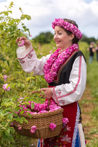 Flicka plocka rosor — Stockfoto