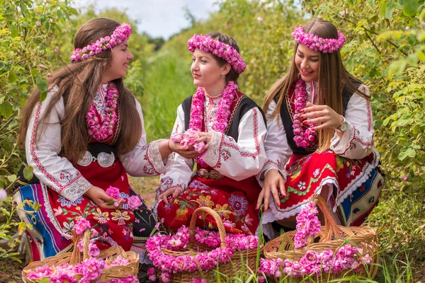 Девушка собирает розы — стоковое фото