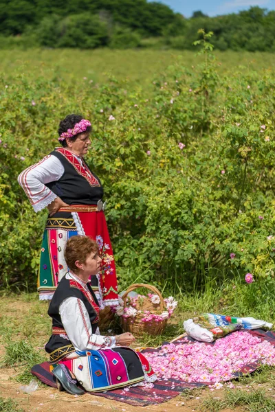 Rosenpflückfest — Stockfoto