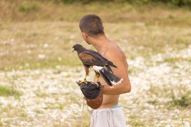 Bir şahin evcilleştirme