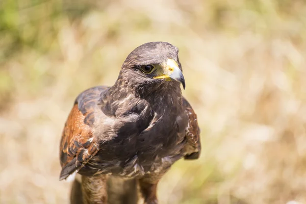 Kleiner Schnabelfalke — Stockfoto