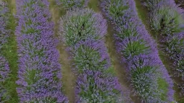 Girl in a lavender field — Stock Video