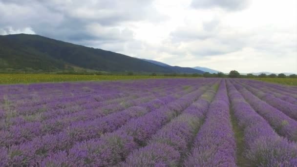 Chica búlgara cosechando lavanda — Vídeos de Stock