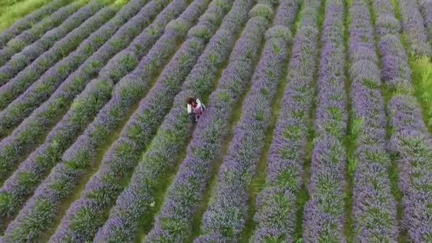 Bulgarian girl harvesting lavender — Stock Video