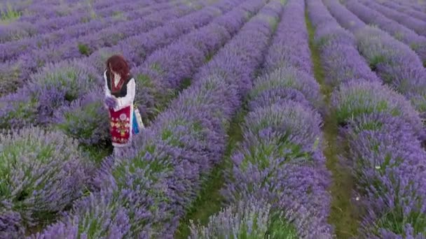 Bulgarian girl harvesting lavender — Stock Video