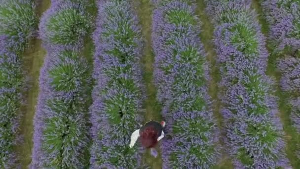 Bulgarin erntet Lavendel — Stockvideo