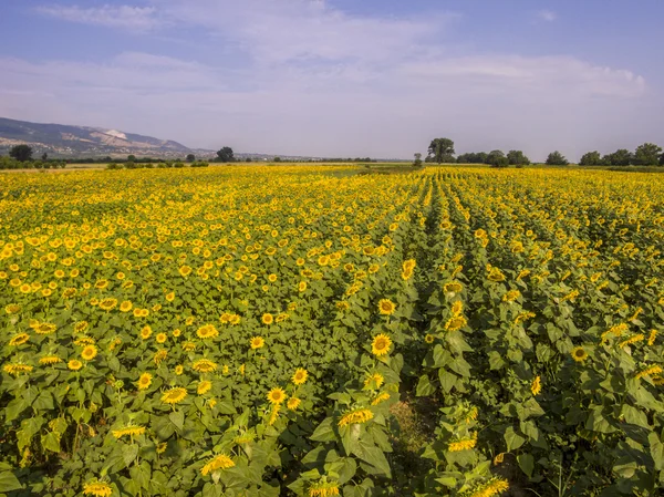 Vista aérea de los girasoles —  Fotos de Stock