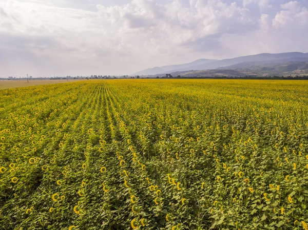 Vista aérea de los girasoles —  Fotos de Stock