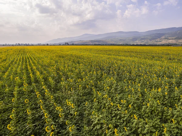 Vista aérea de los girasoles —  Fotos de Stock