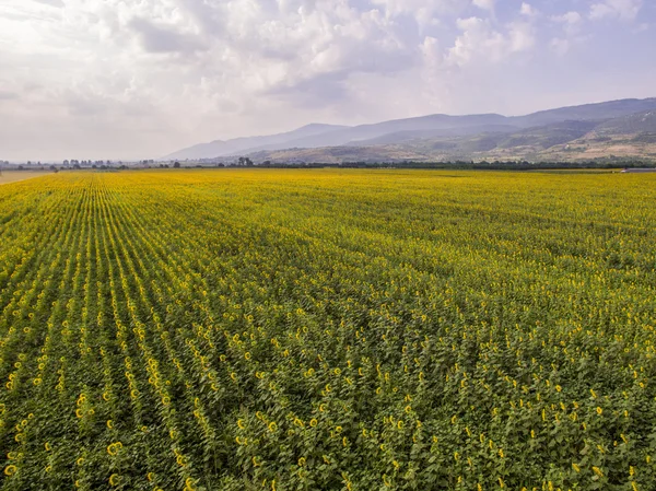 Vista aérea de los girasoles —  Fotos de Stock