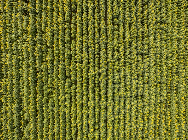 Aerial view of sunflowers — Stock Photo, Image