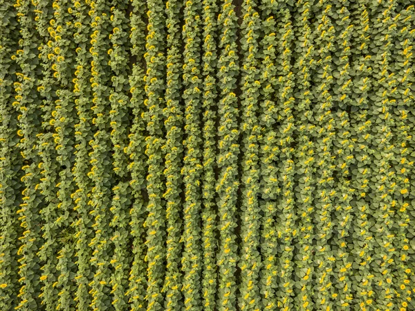 Вид с воздуха на подсолнухи — стоковое фото