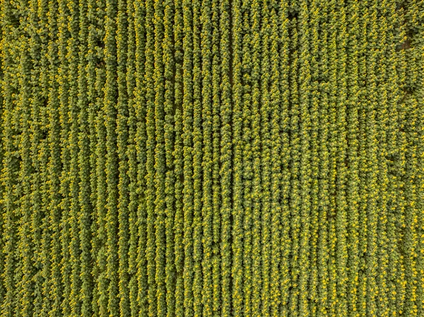 Вид с воздуха на подсолнухи — стоковое фото