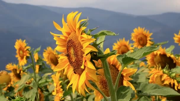 Abeja recolectando polen — Vídeos de Stock