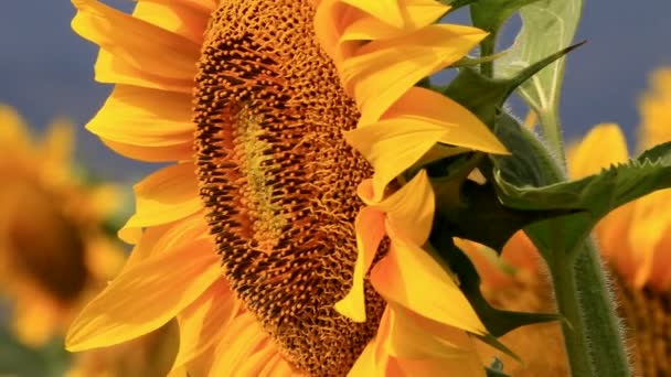Abeja recolectando polen — Vídeo de stock