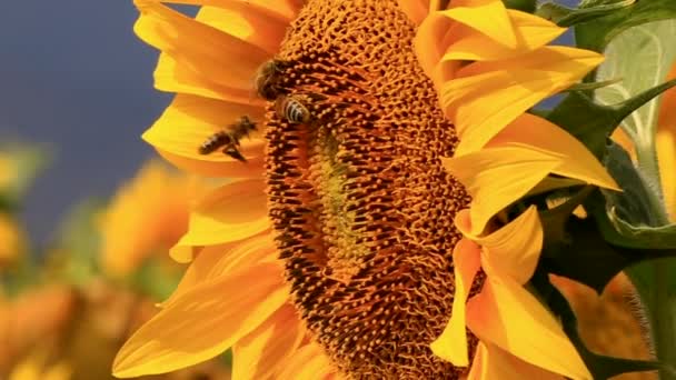 Abeja recolectando polen — Vídeo de stock