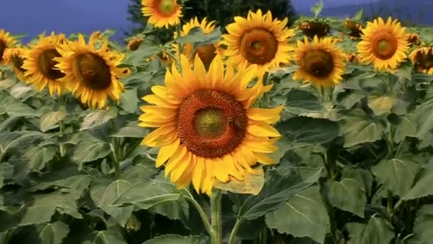 Collecte de pollen par les abeilles 