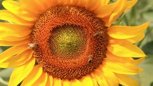 Collecte de pollen par les abeilles 