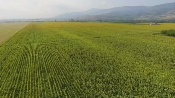 Vuelo sobre girasoles — Vídeos de Stock