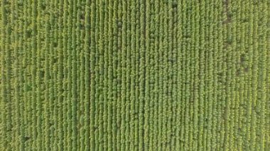 Ayçiçeği üzerinde uçuş