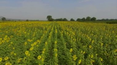 Ayçiçeği üzerinde uçuş