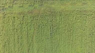 Ayçiçeği üzerinde uçuş