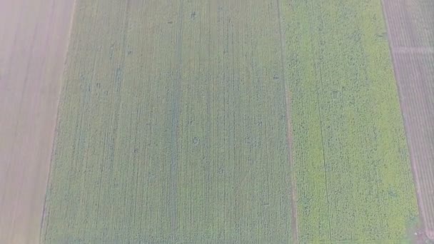 Flight over sunflowers — Stock Video