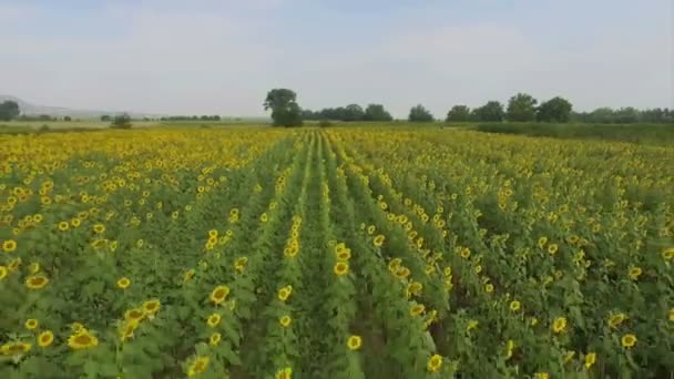 Vlucht over zonnebloemen — Stockvideo