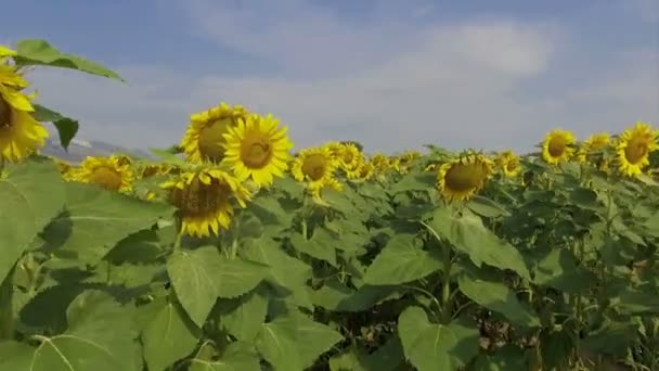 Caminar entre girasoles — Vídeos de Stock