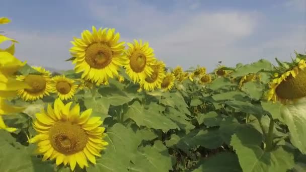 Camminare tra girasoli — Video Stock