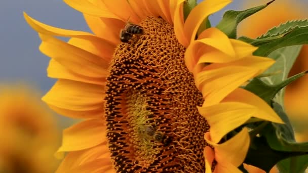 Bee samla pollen — Stockvideo