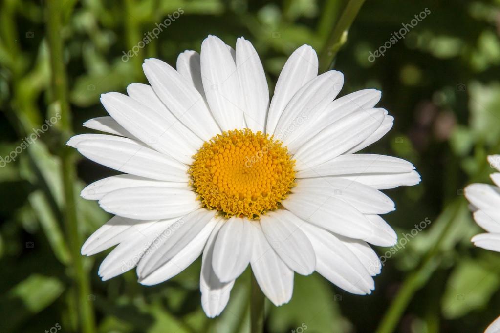 Big Daisy Flower — Stock Photo © nikolay100 53097569
